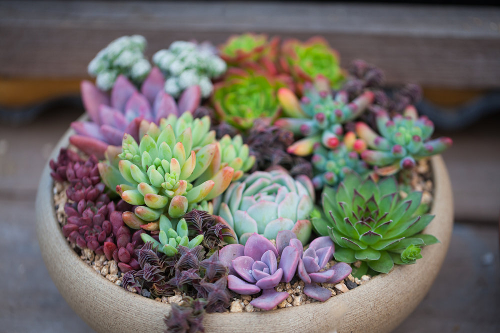  p>多肉植物(succulent plant)是指植物的根,茎,叶三种 a target="