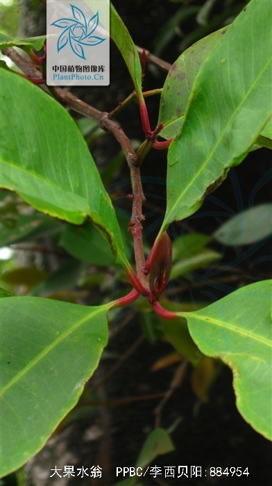  p>大果水翁(学名: i>cleistocalyx conspersipunctatus /i> merr.