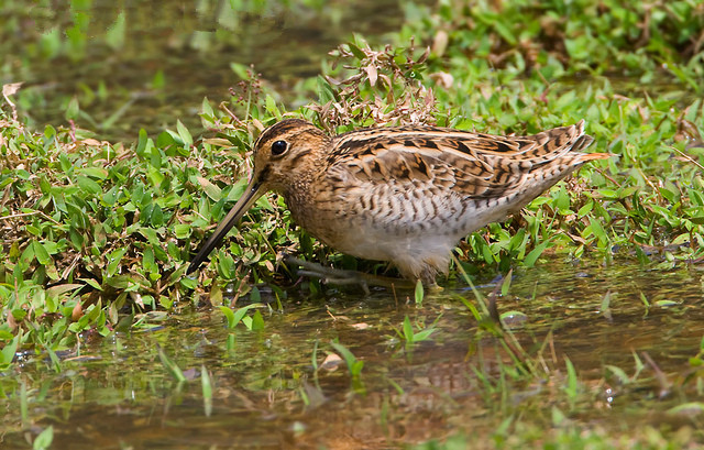  p>针尾沙锥(学名: i>gallinago stenura /i>):是鸟纲,鸻形目,鹬科的