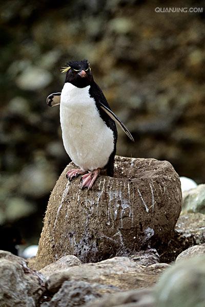  p>黄眉企鹅(学名: i>eudyptes pachyrhynchus /i>)在头上或眼睛旁都