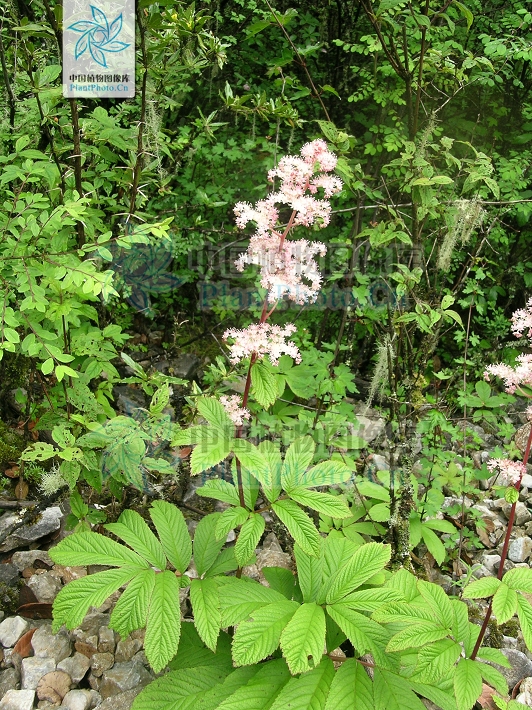  p data-id="gnb7tno99f">羽叶鬼灯檠( i>rodgersia pinnata /i>