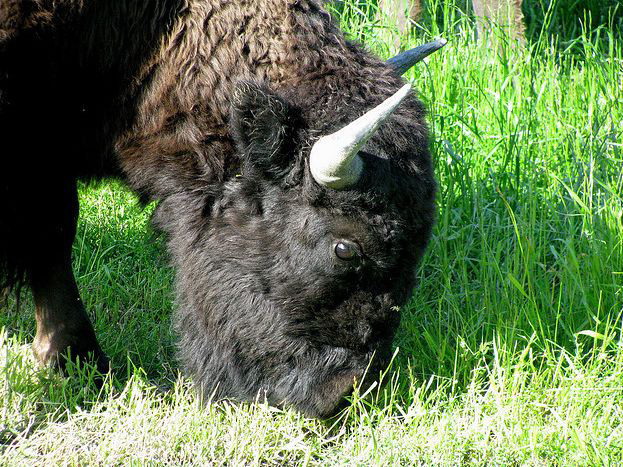 bison bison athabascae