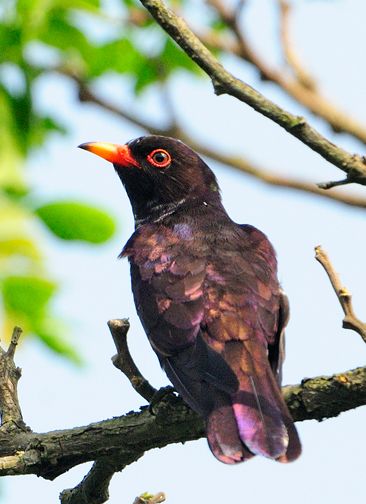 chrysococcyx xanthorhynchus