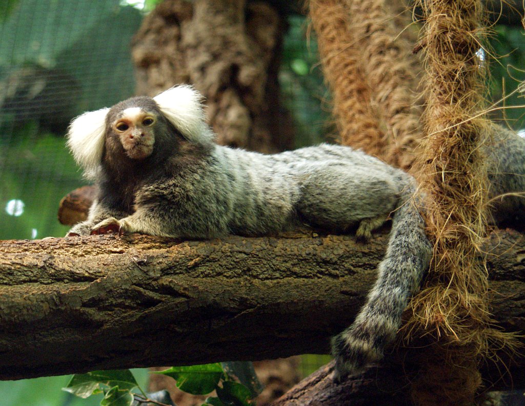 white-tufted-ear marmoset