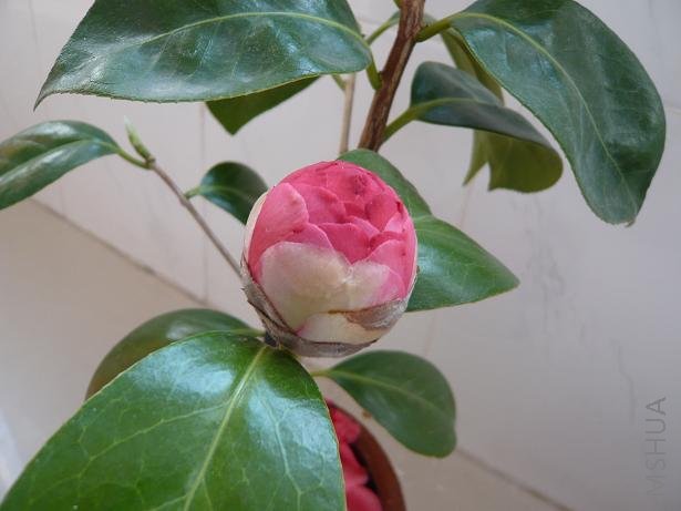  p data-id="gnwm0dj03a">大朱砂是茶花种类的一种,是一种具有高度