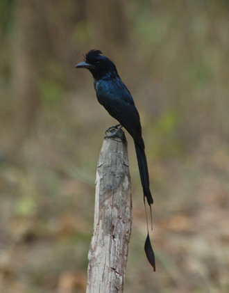 dicrurus paradiseus rangoonensis