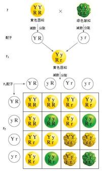 孟德尔定理展示