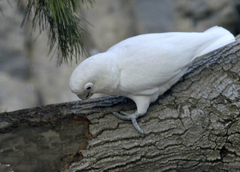umbrella cockatoo