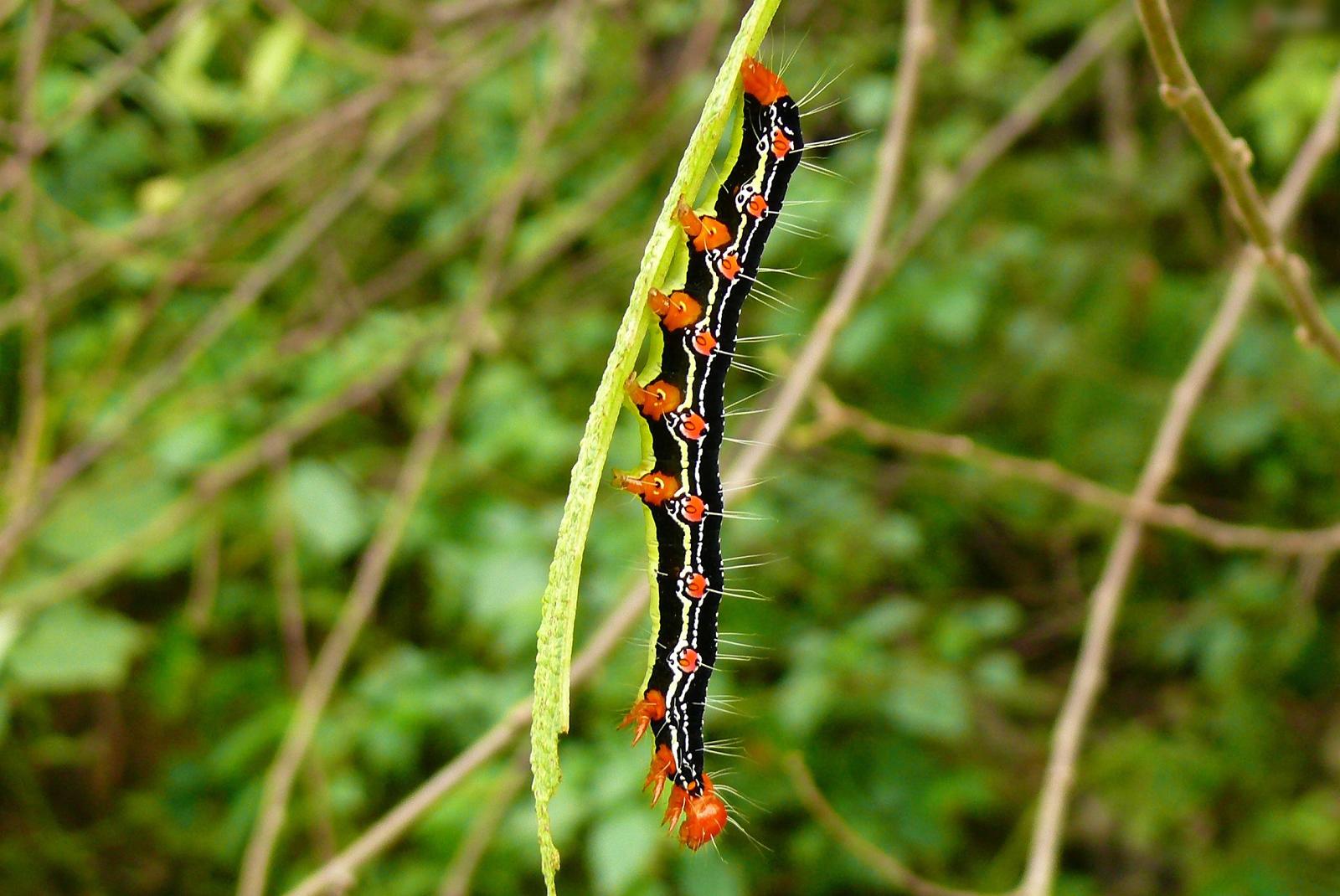  p>苎麻夜蛾,为鳞翅目,夜蛾科.分布在中国各地.