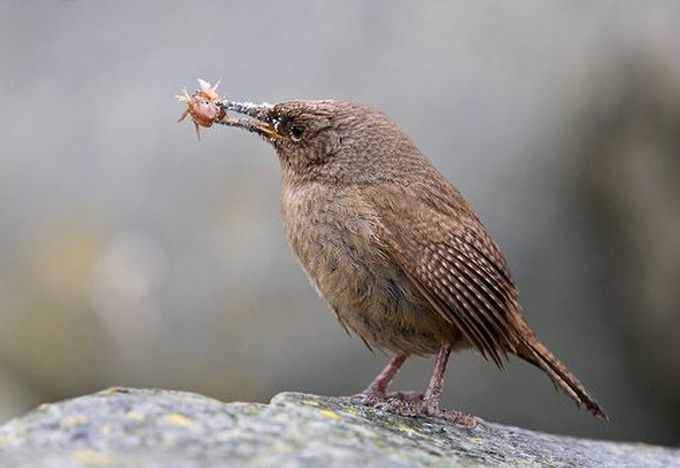  p>科氏鹪鹩(学名:troglodytes cobbi)属小型 a target="_blank" href