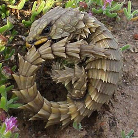 armadillo spiny-tailed lizard