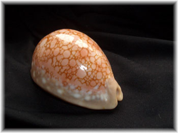  p>红牡丹宝螺(学名:lyncina broderipii broderipii)是腹足钢宝螺科