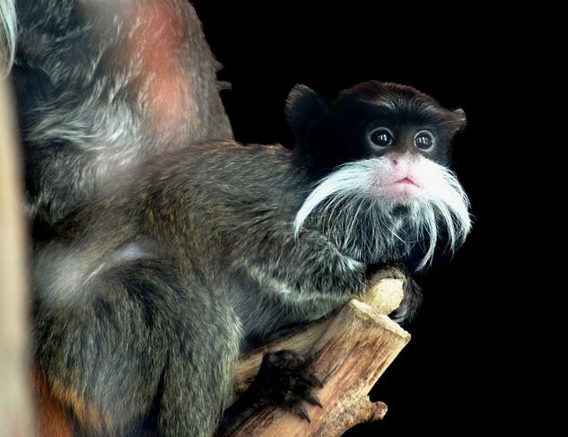  p>皇柽柳猴(学名: i>saguinus imperator /i>)是一种 a target="