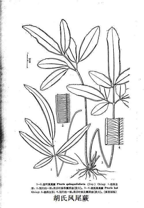  p>胡氏凤尾蕨(学名: i>pteris hui ching /i>)是膜蕨科 a target="