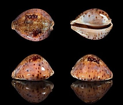  p>王子宝螺(学名:leporicypraea valentia valentia)是腹足纲宝螺科