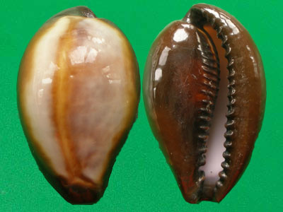  p>玛瑙宝螺(学名:erronea onyx onyx)是 a href="#">腹足纲 /a>宝螺