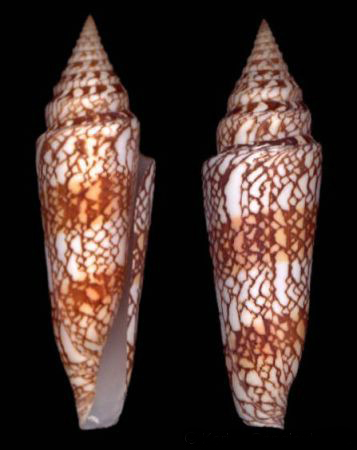 milneedwardsi milneedwardsi)壳体细长,花纹网格状,清晰美丽,贝壳