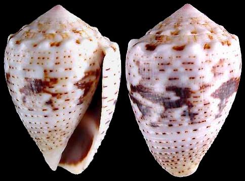  p>花冠芋螺(学名:miliariconus coronatus)壳较粗短,质厚.