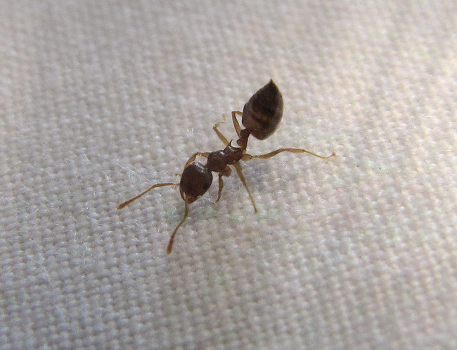  p>举腹蚁属(crematogaster) 指的是 a target="_blank" href="/item