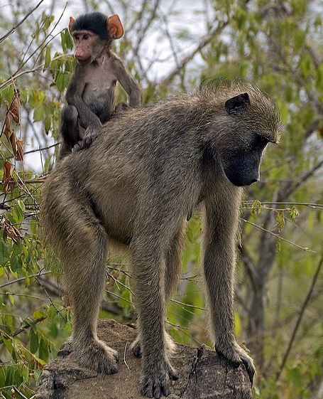  p>豚尾狒狒(学名: i>papio ursinus /i>):是狒狒类中最大的一种.