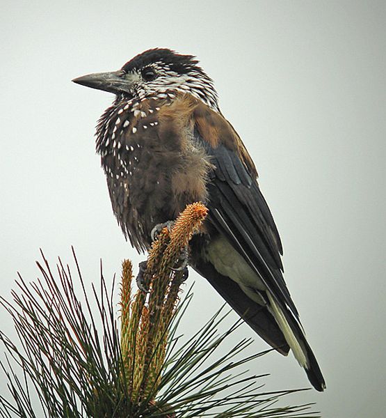 nucifraga caryocatactes owstoni)是 a href="#">鸦科 /a>星鸦属的 a