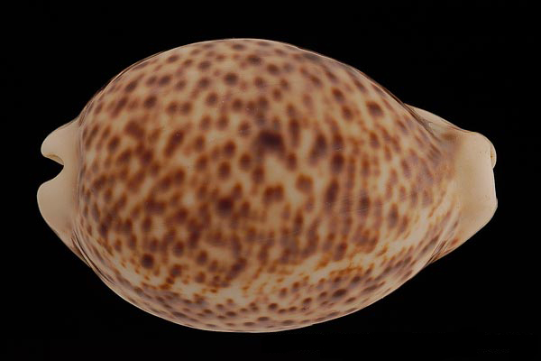  p>花豹宝螺(学名:cypraea pantherina )是腹足纲宝螺科的软体动物.