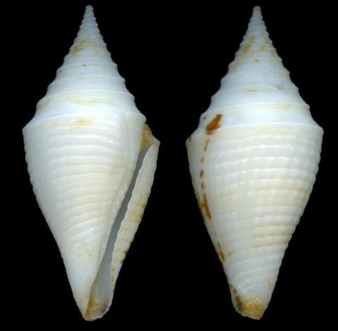 贝娅特丽克丝芋螺