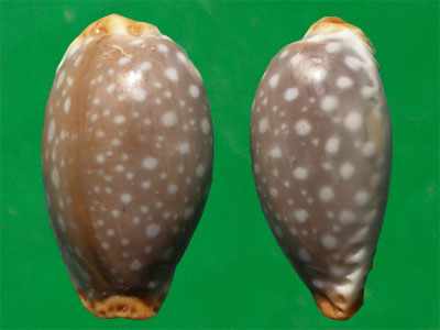  p>鸡皮宝螺(学名:staphylaea limacina limacina)是腹足纲宝螺科的 a