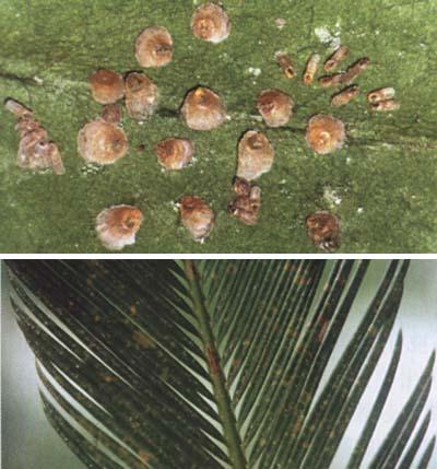  p>糠片盾蚧,昆虫名,为同翅目,盾蚧科.