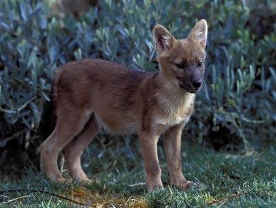 经常被人称作"印度野狗",又被称为"印度红犬"