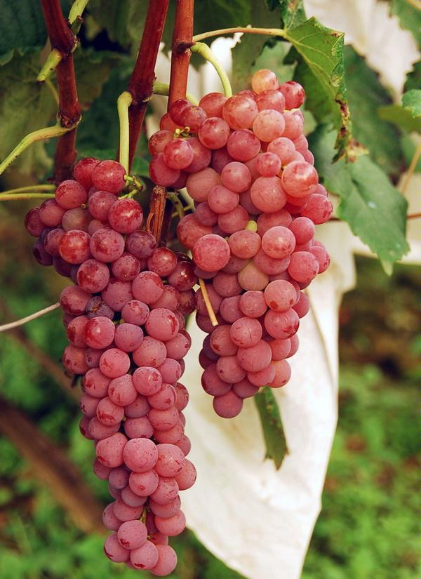  p data-id="go0bbr5na8">克瑞森葡萄由美国california州davies农学院