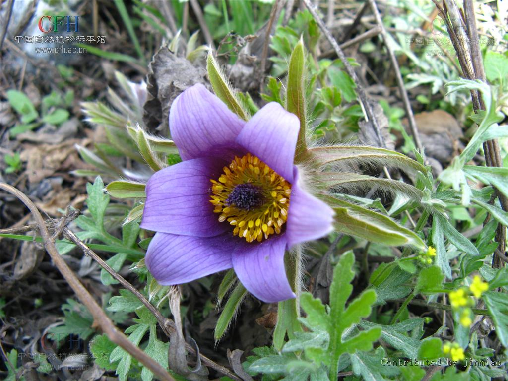 3出复叶,小叶再分裂,裂叶倒卵形或矩圆形,先端有1~3个不规则浅裂