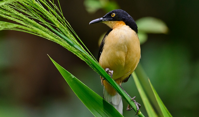 aka black-capped mockingthrush