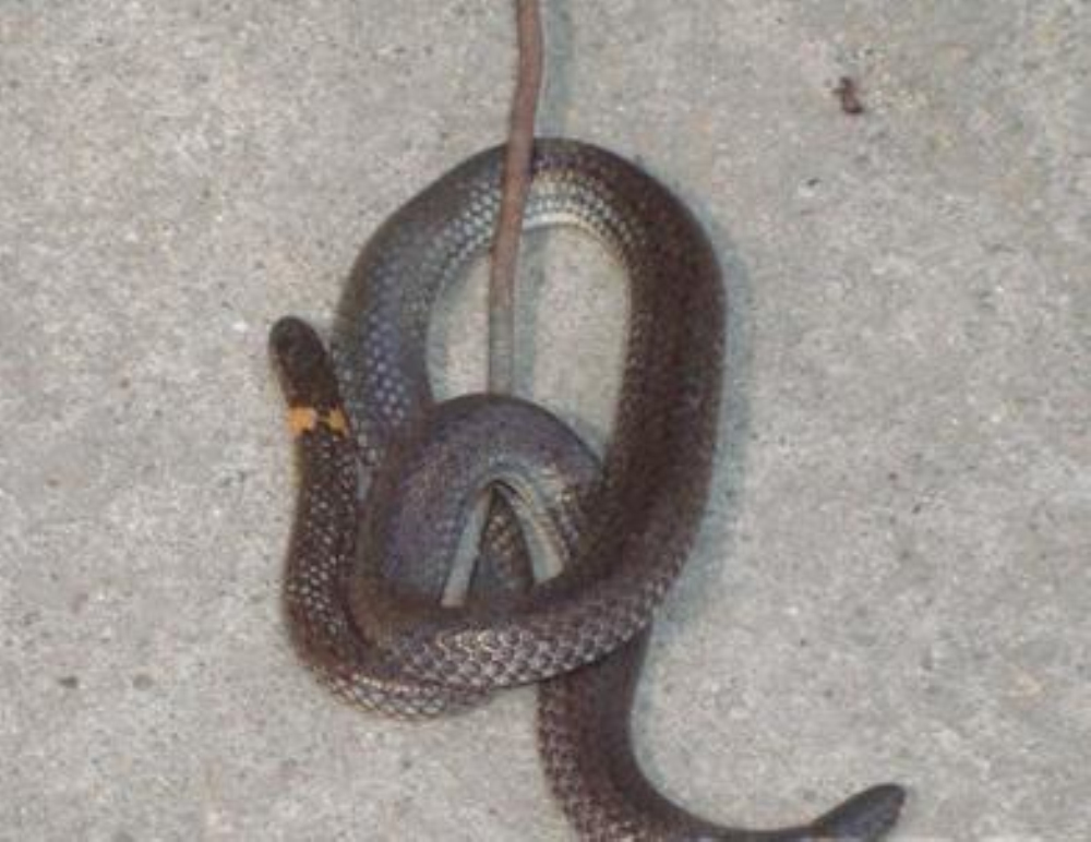  p>钝尾两头蛇(学名:calamaria septentrionalis)是游蛇科两头蛇属的