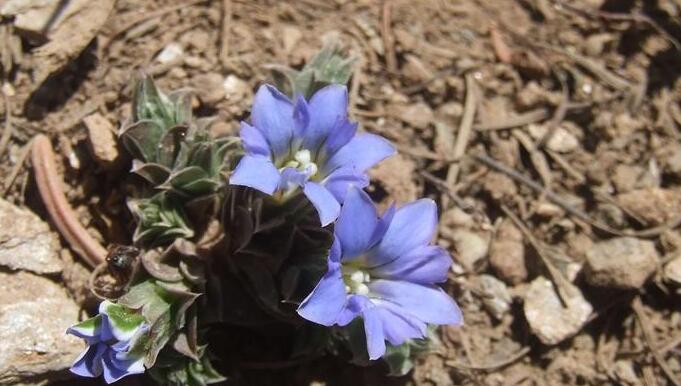 gentianella pygmaea (regel