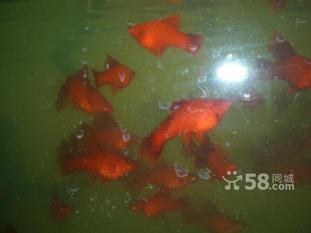  p>红箭高鳍繁殖是胎生鱼,大鱼尾巴后红红的一条就是正在生出来的小鱼