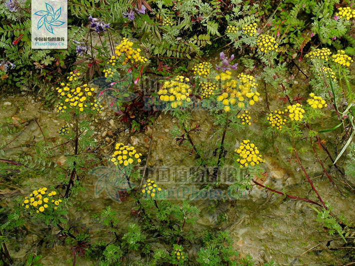  p> b>细叶亚菊 /b>(学名: i>ajania tenuifolia /i>)为菊科亚菊属的