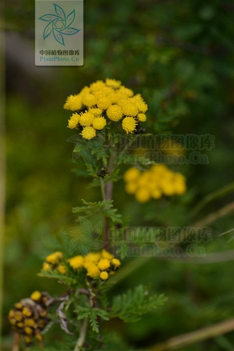  p> b>细叶亚菊 /b>(学名: i>ajania tenuifolia /i>)为菊科亚菊属的