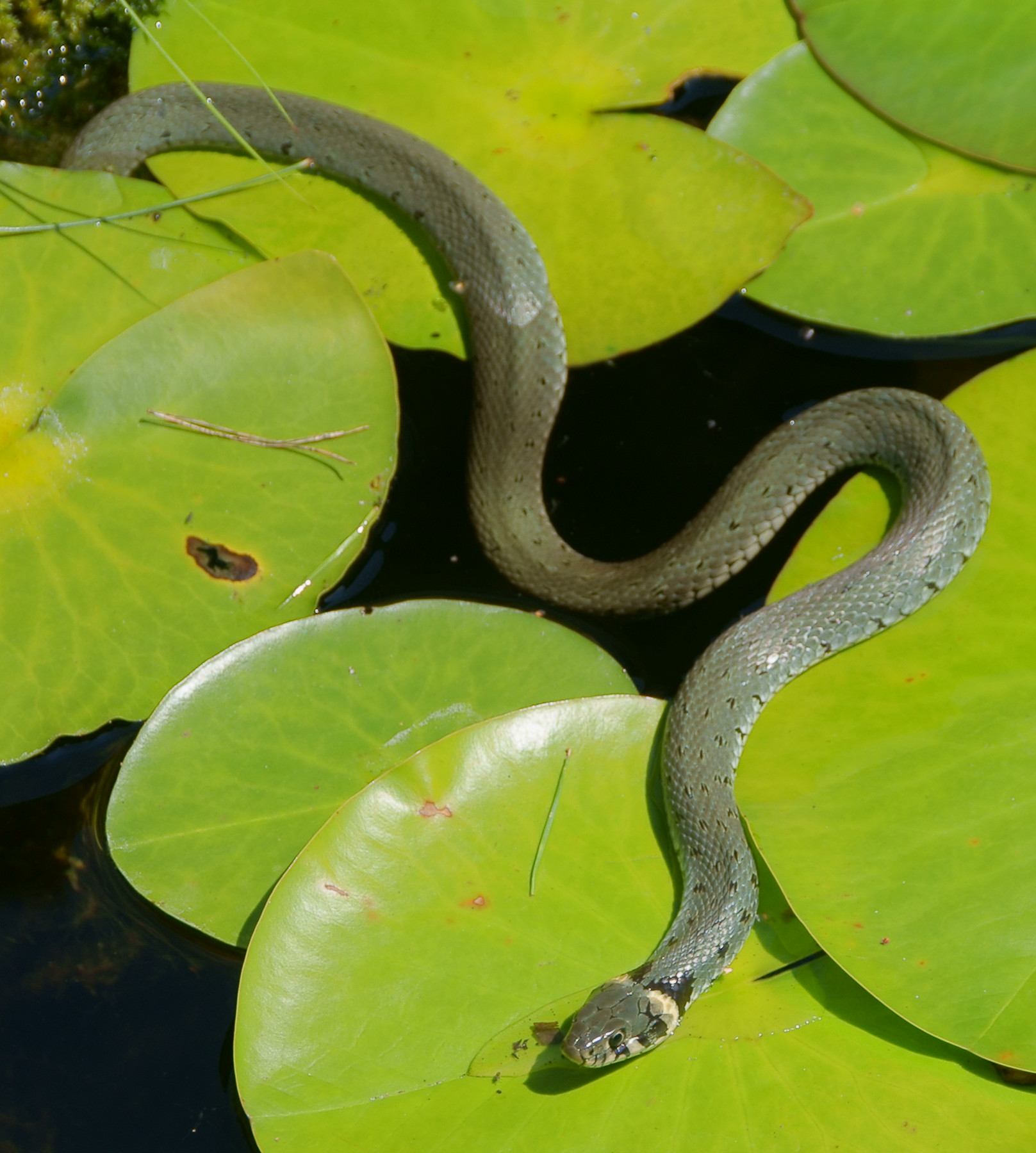  p>水游蛇( i>natrix natrix /i> linnaeus)是游蛇科,水游蛇属的无