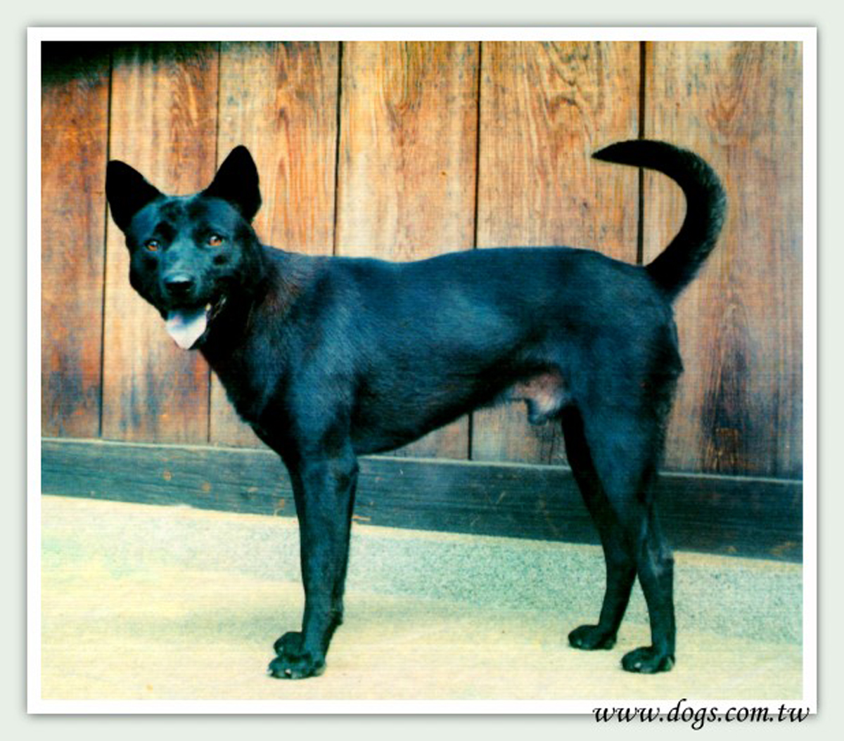  p>台湾犬,拼音为tái wān quǎn,是在 a target="_blank" href="