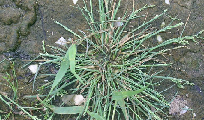  p>碱茅(学名: i>puccinellia distans /i> (l. ) parl.