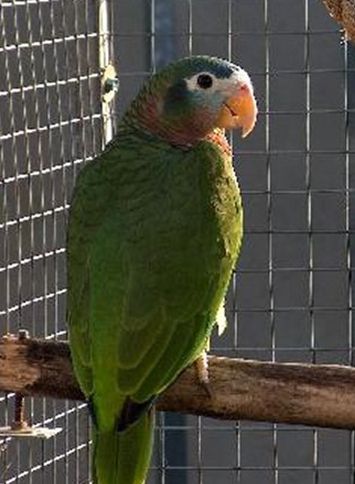  p>黄嘴亚马逊鹦鹉(学名:amazona collaria )是典型的 a href="#"