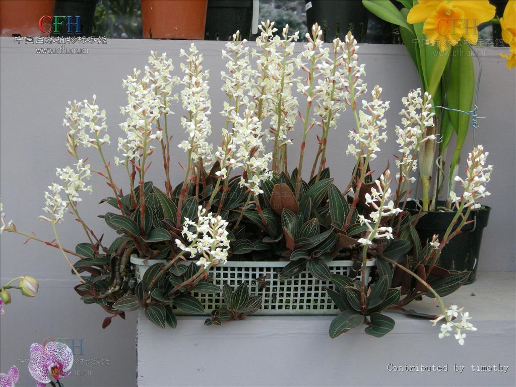  p>血叶兰属 i>( /i> i> a href="#" data-lemmaid="8074290">学名 /a