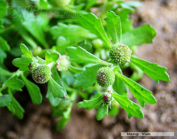 class="ref" data-ctrid="t8j6nwpnhyrm">石胡荽,菊科石胡荽属植物