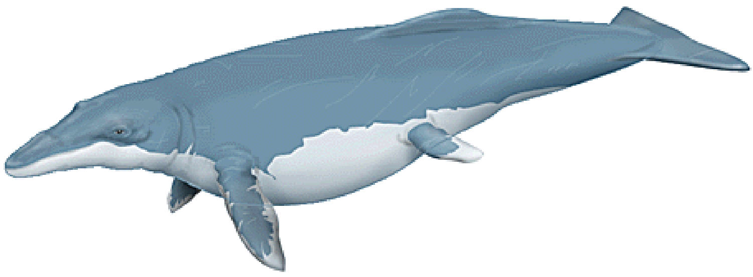  p>矛齿鲸(dorudon atrox)学名意为拥有矛状牙齿的鲸鱼,是龙王鲸科中