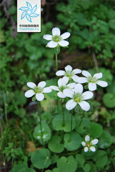  p> b>突隔梅花草 /b>(学名: i> b>parnassia delavayi /b> /i>)为