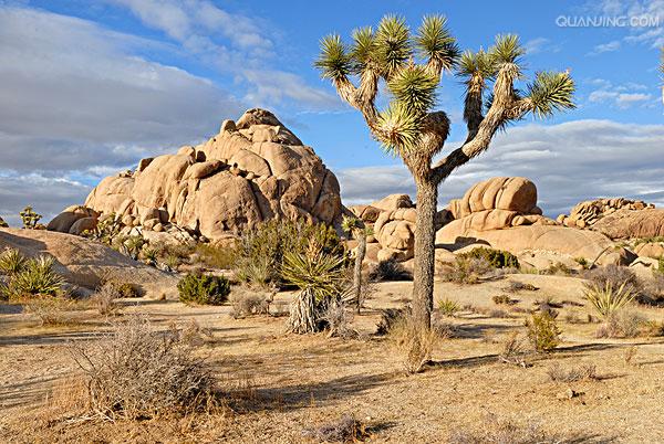  p>约书亚树国家公园(英语:joshua tree national park)坐落于 a href