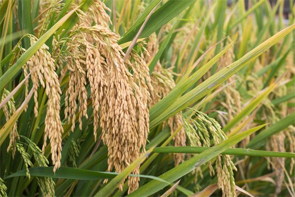  p>d优361是四川农业大学水稻研究所选育的水稻品种. /p>