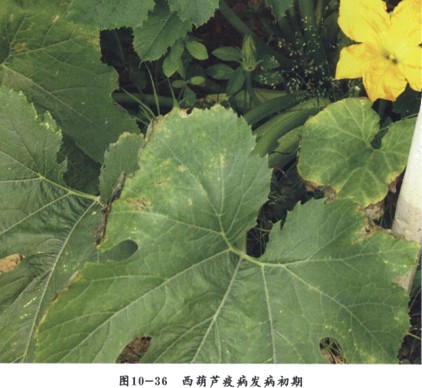 西葫芦绵疫病