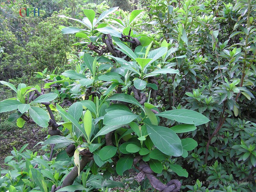  p>白结香(拉丁文名:edgeworthia albiflora nakai) 为 a target="